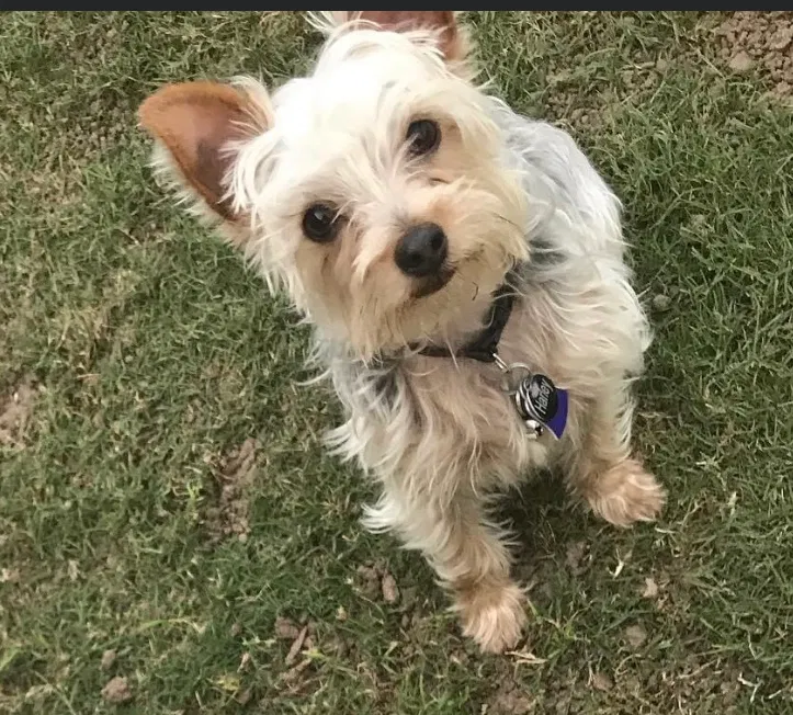 Lost dog in Bryant, AR, 72022