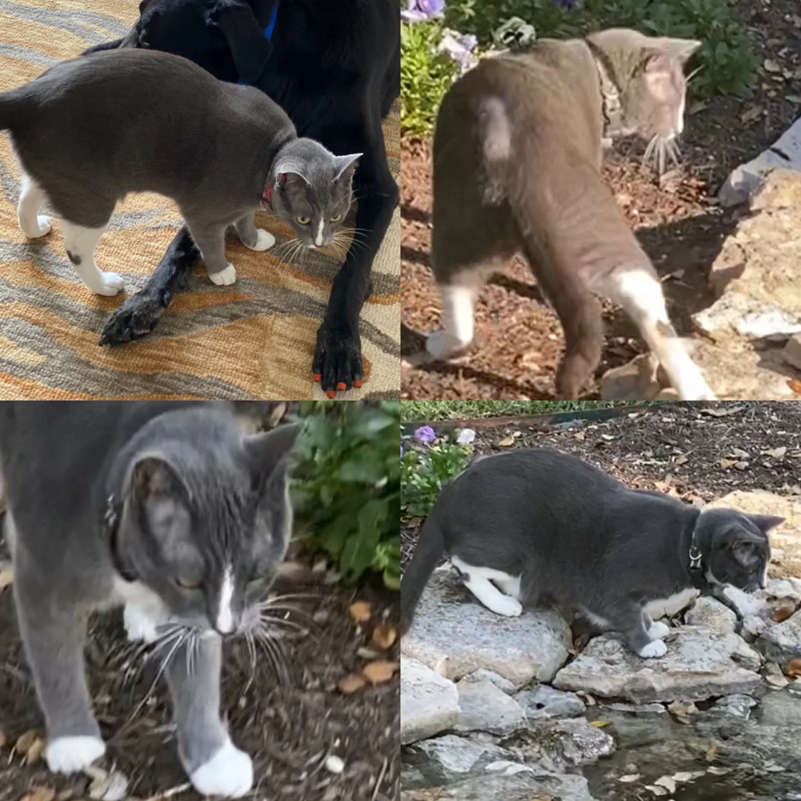 Lost cat in Austin, TX, 78735