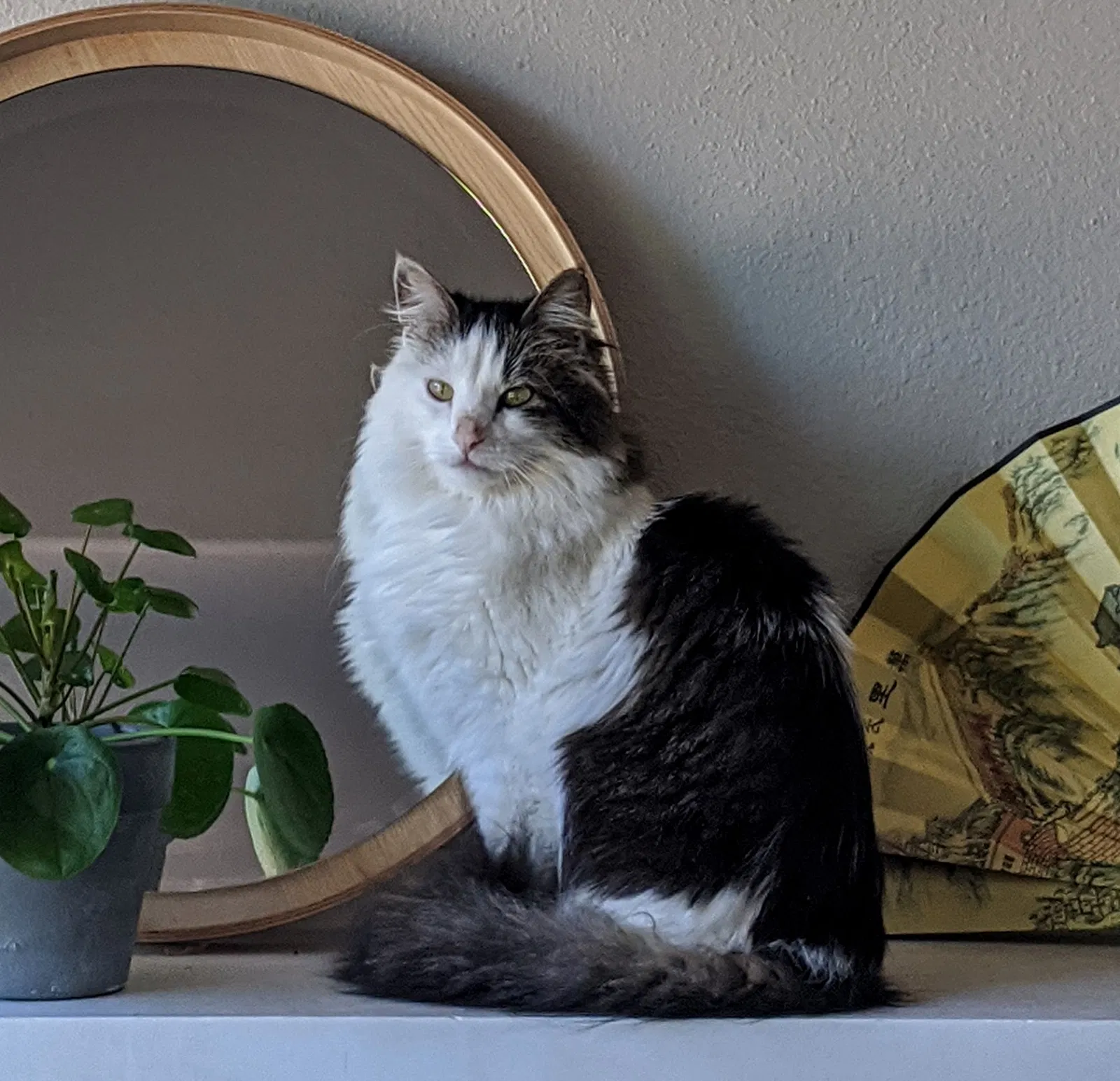 Lost cat in Austin, TX, 78741