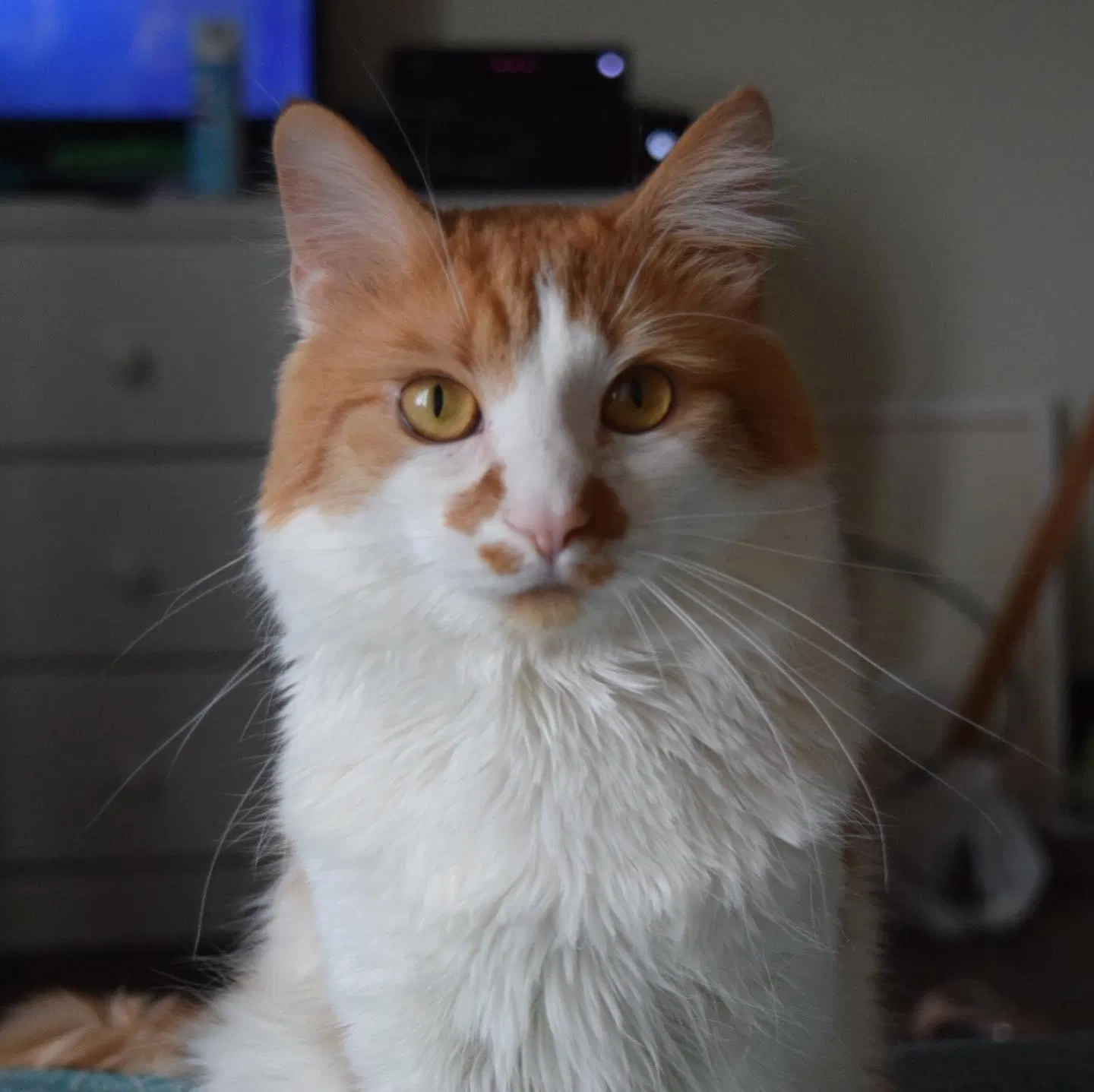 Lost cat in Youngstown, OH, 44515