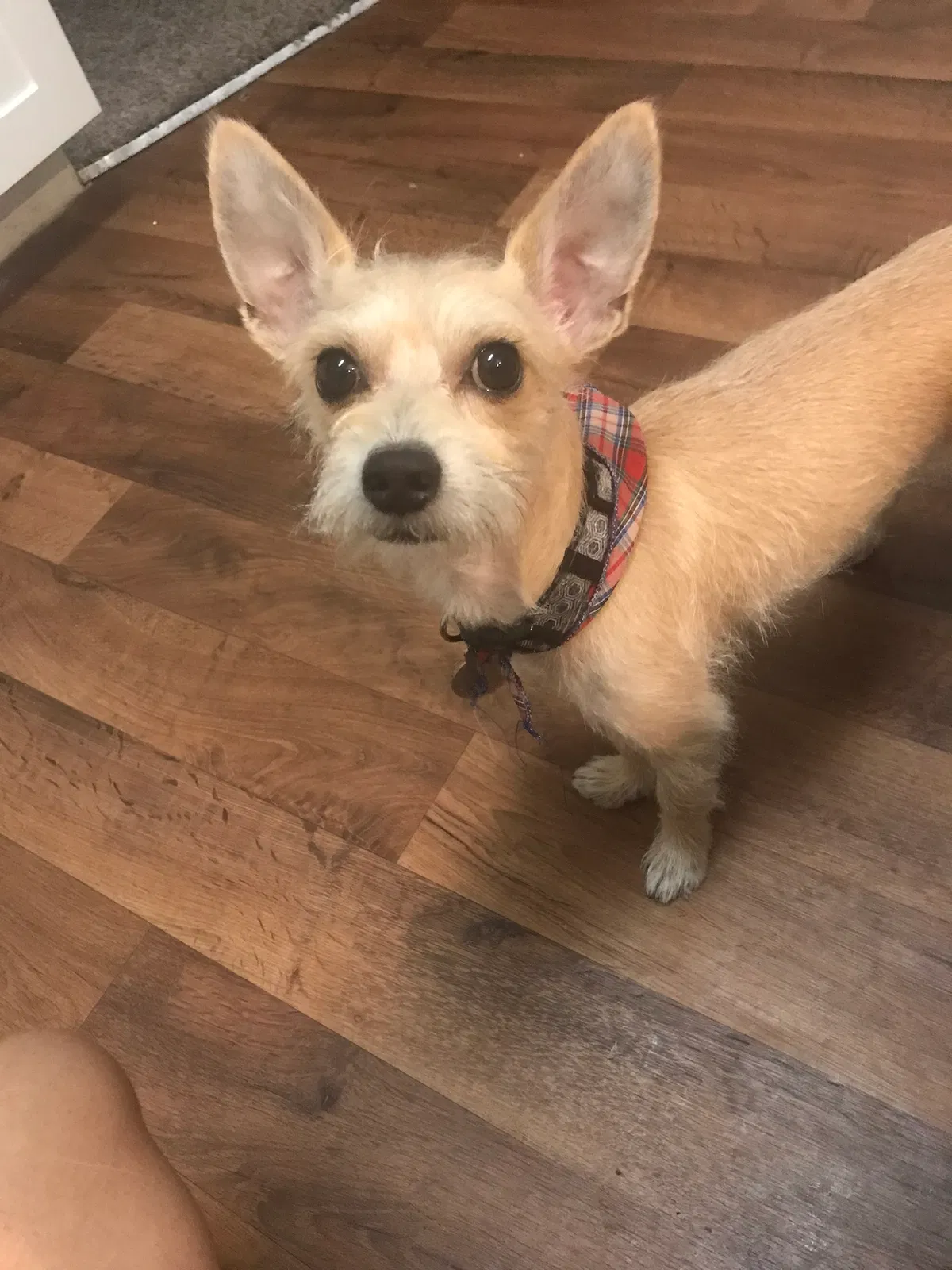 Lost dog in Memphis, TN, 38125