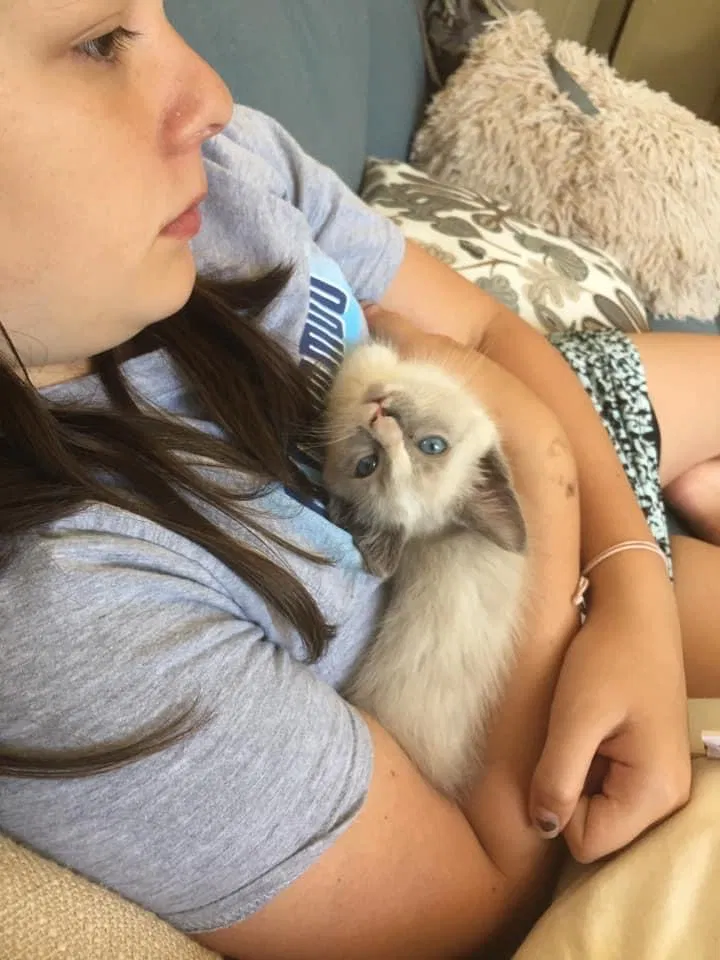 Lost cat in Snohomish, WA, 98296