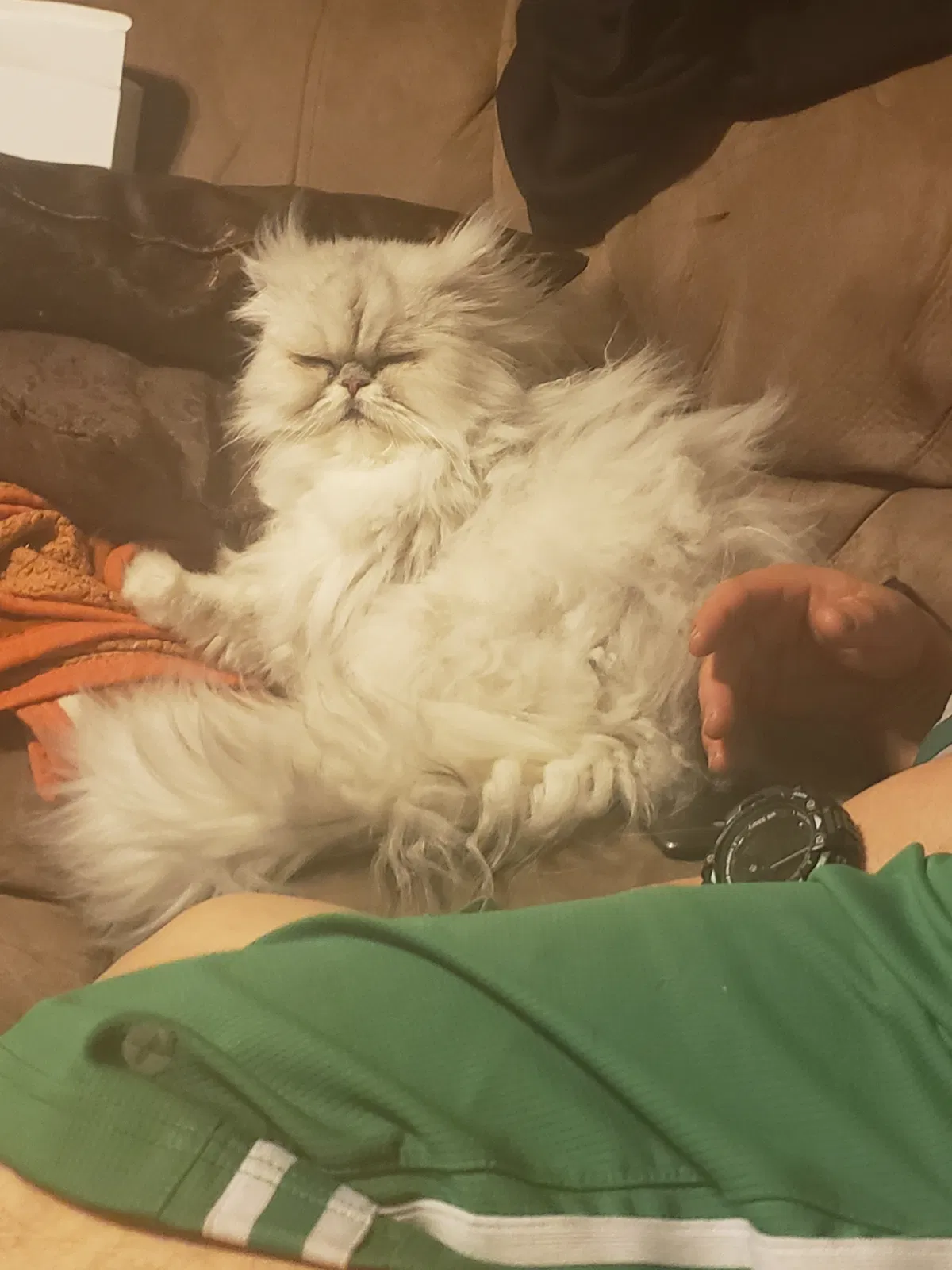 Lost cat in Fountain, CO, 80817