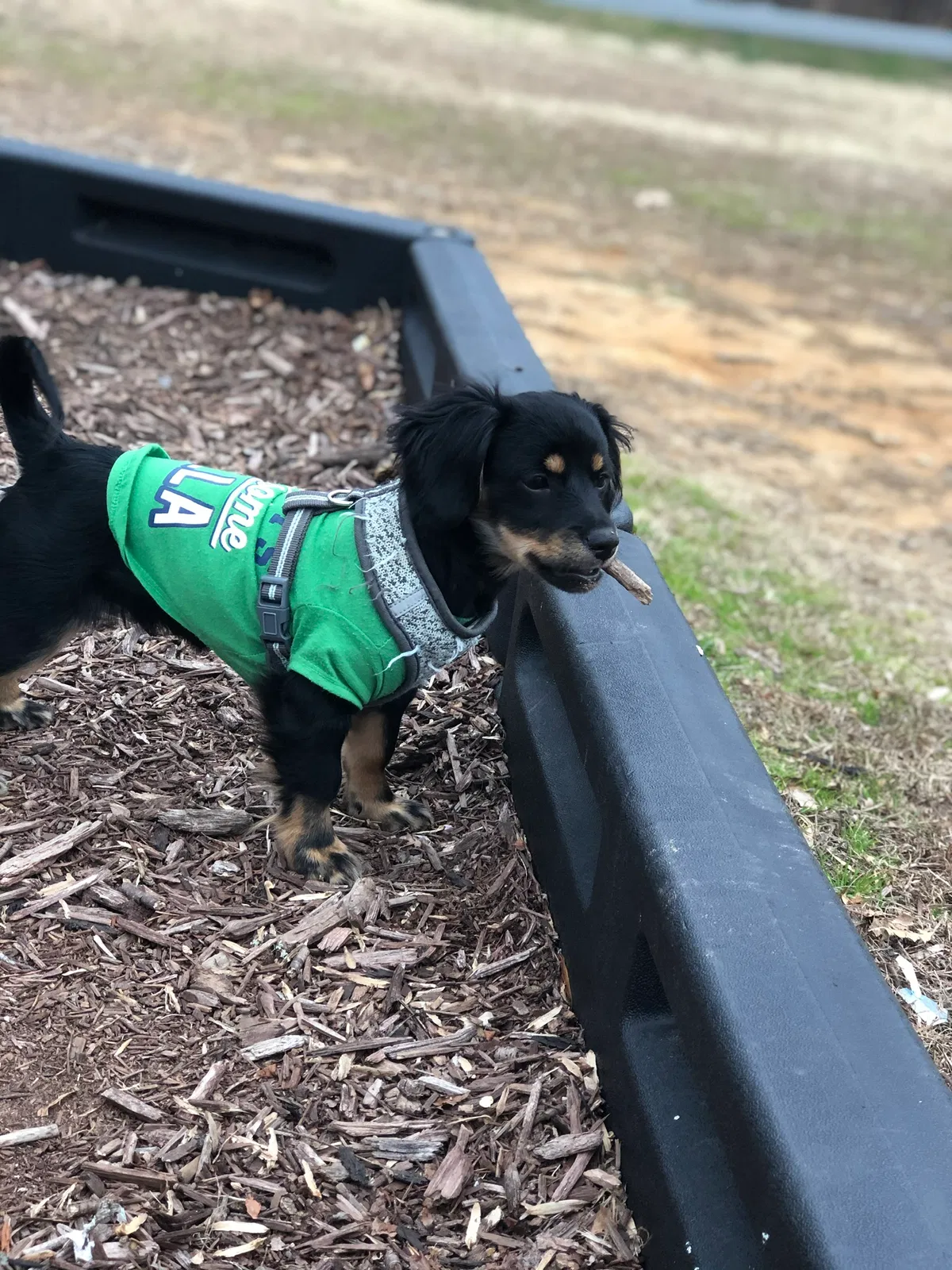 Lost dog in Winston Salem, NC, 27106