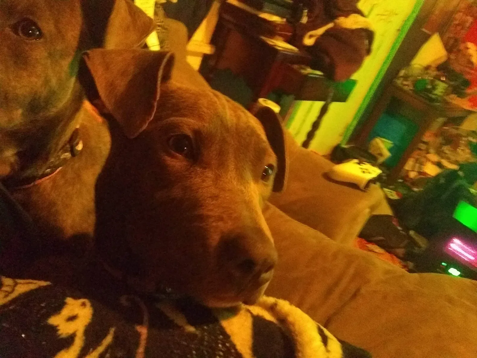 Lost dog in Columbus, OH, 43211