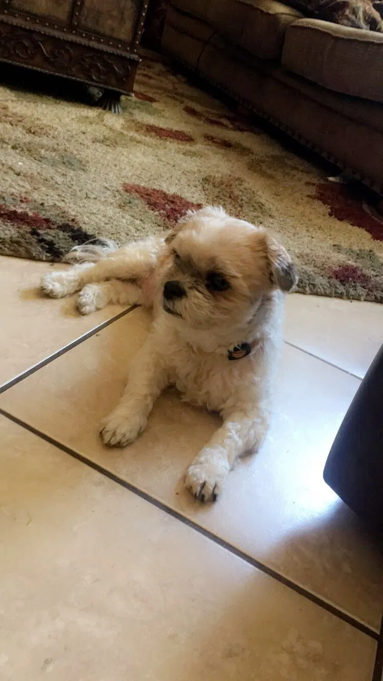 Lost dog in Riverside, CA, 92503