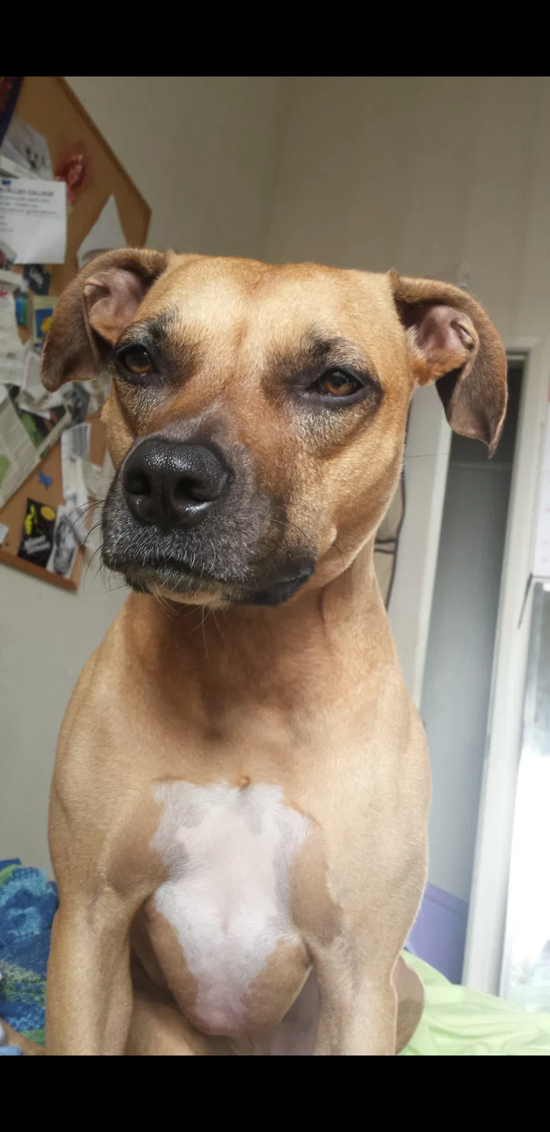 Lost dog in San Bernardino, CA, 92410