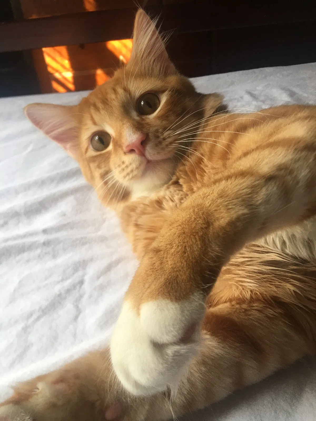 Lost cat in Woodbridge, VA, 22193