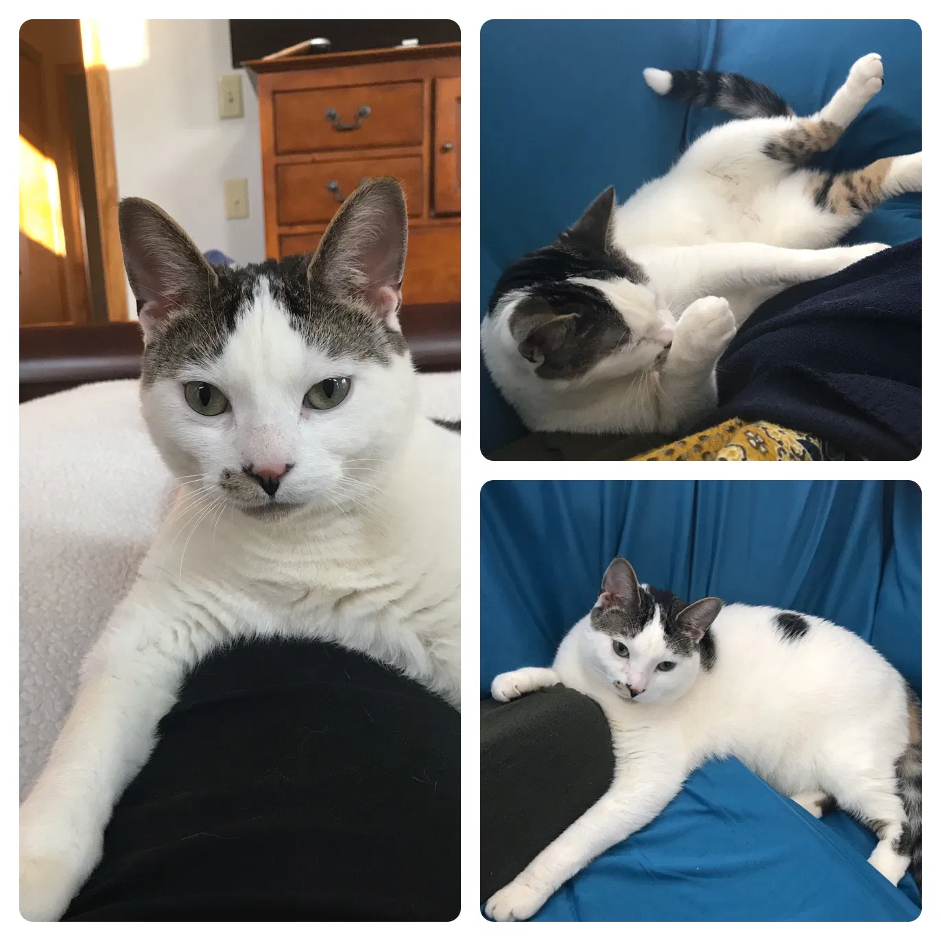 Lost cat in Whitmore Lake, MI, 48189