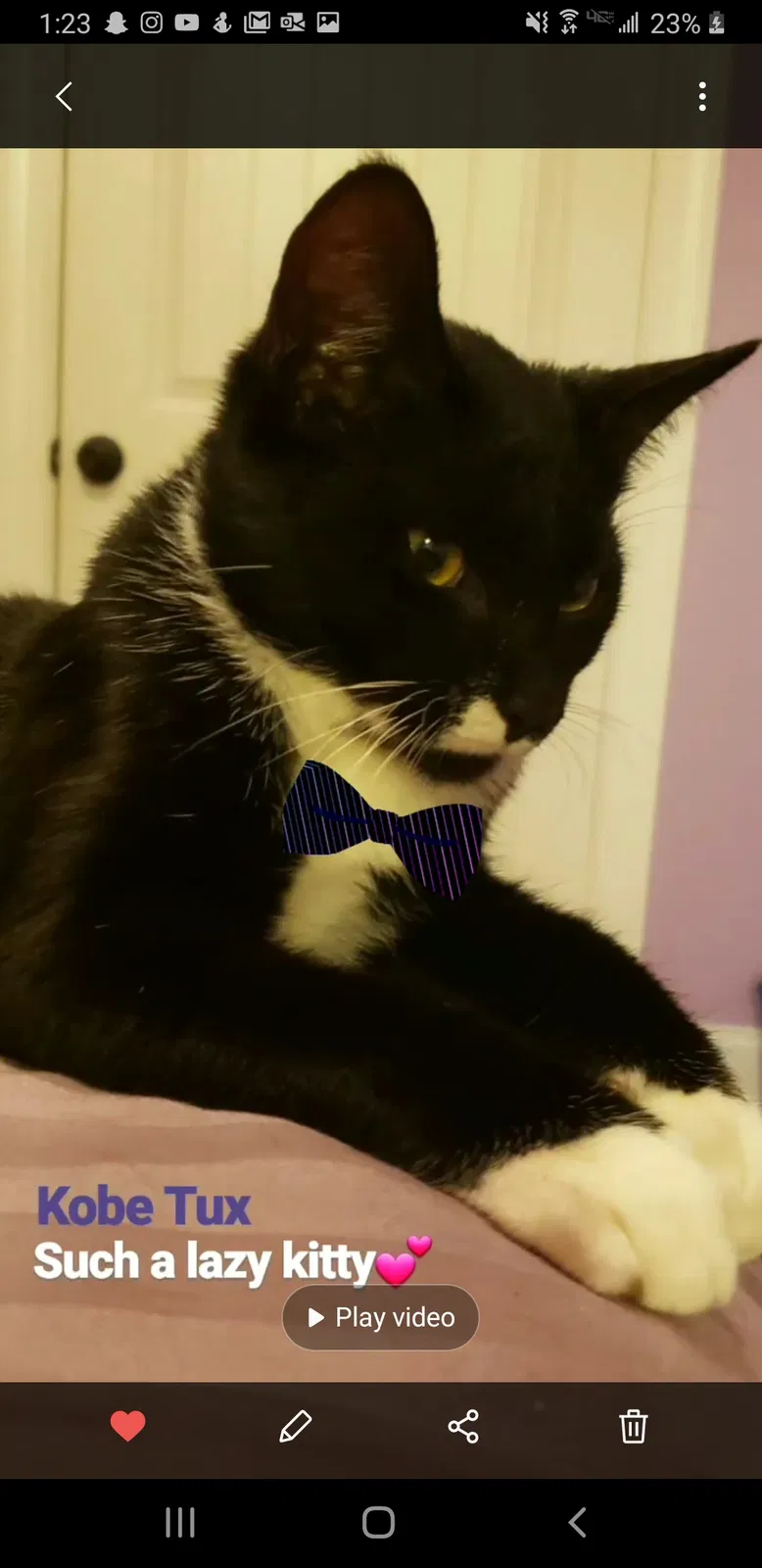 Lost cat in Asheville, NC, 28804