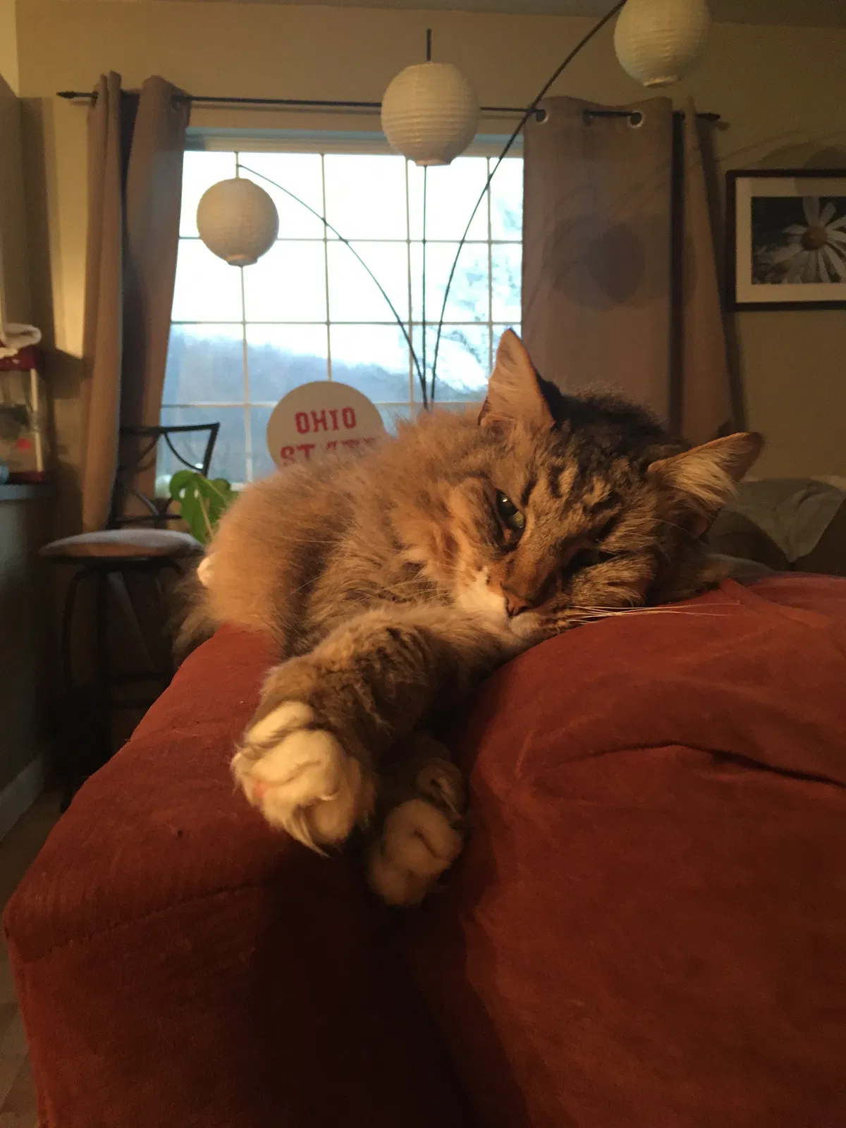 Lost cat in Fairview, NC, 28730