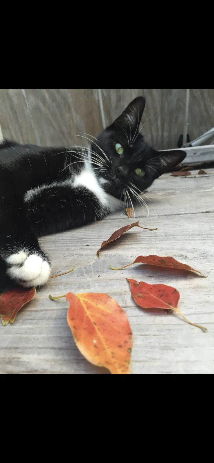 Lost cat in Kissimmee, FL, 34759