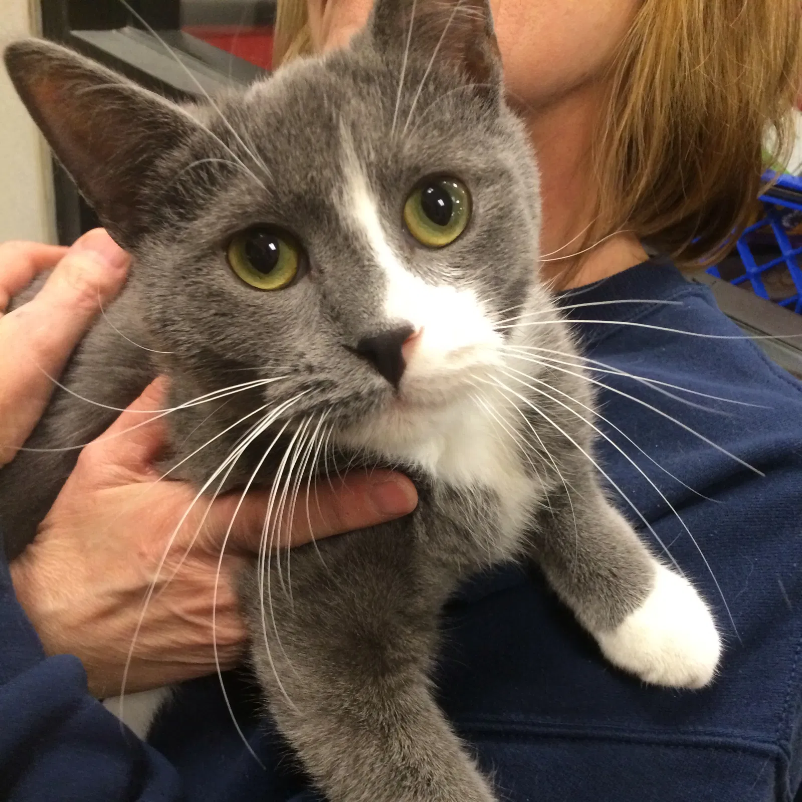 Lost cat in Derwood, MD, 20855