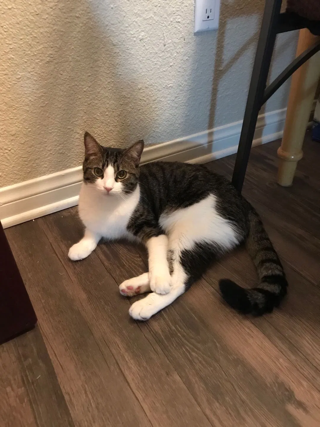 Lost cat in Fullerton, CA, 92831