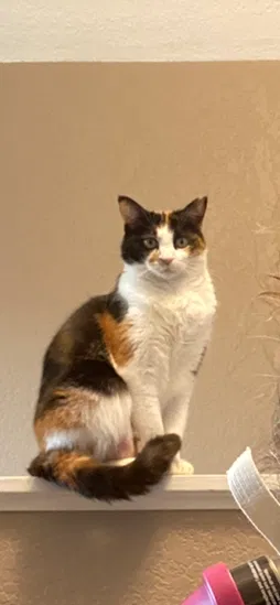 Lost cat in Seattle, WA, 98125