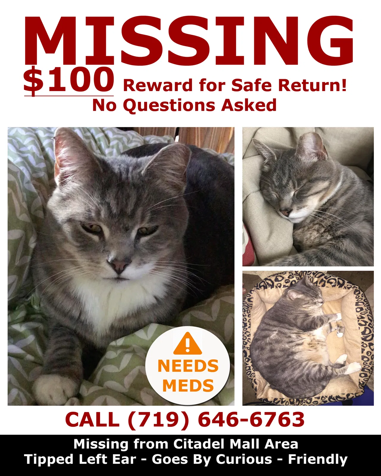 Lost cat in Colorado Springs, CO, 80909