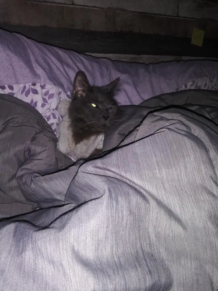 Lost cat in Taylor, MI, 48180