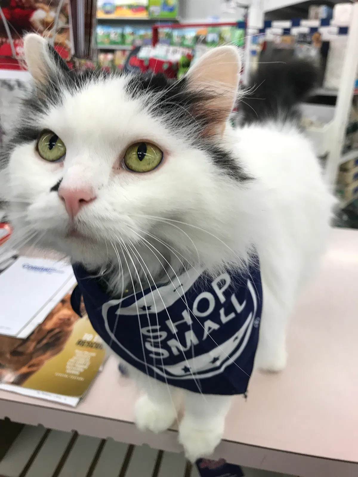 Lost cat in Cincinnati, OH, 45238