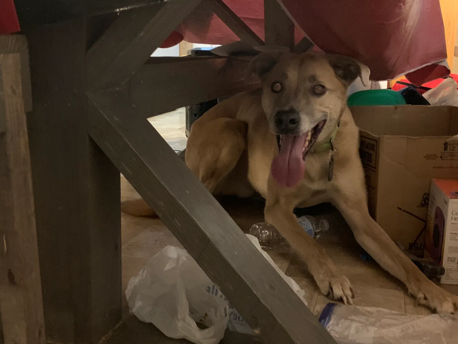 Lost dog in Clarksville, TN, 37042