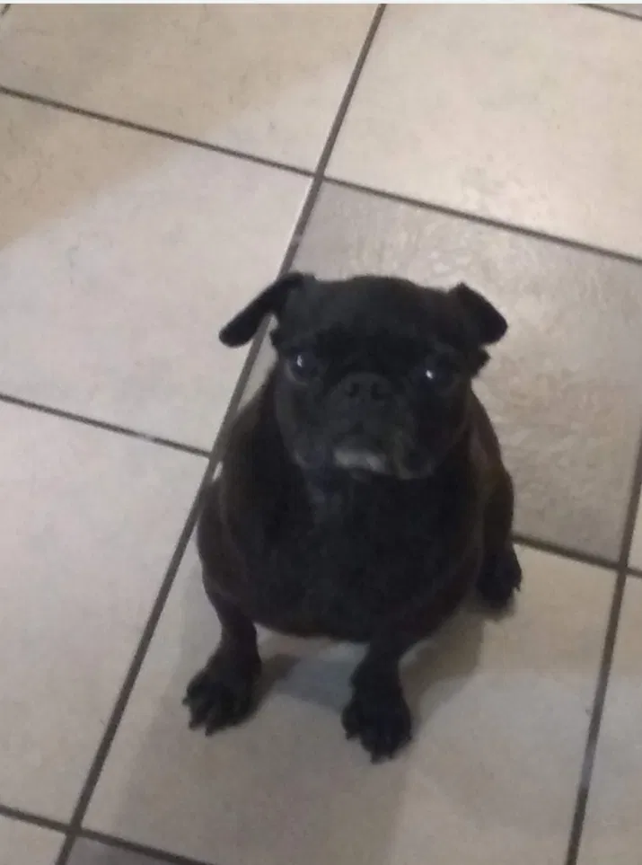 Lost dog in Brownsville, TX, 78521