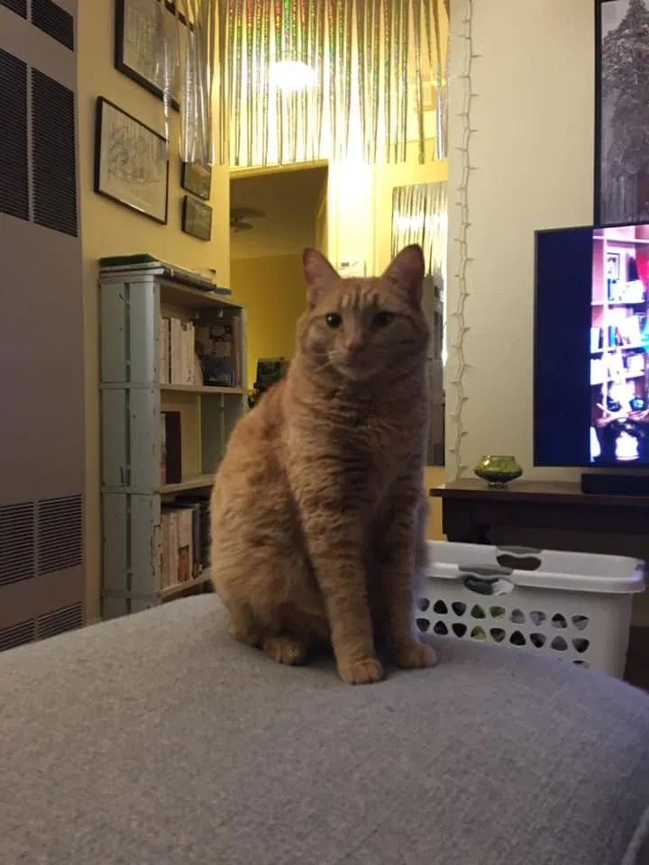 Lost cat in Tacoma, WA, 98405