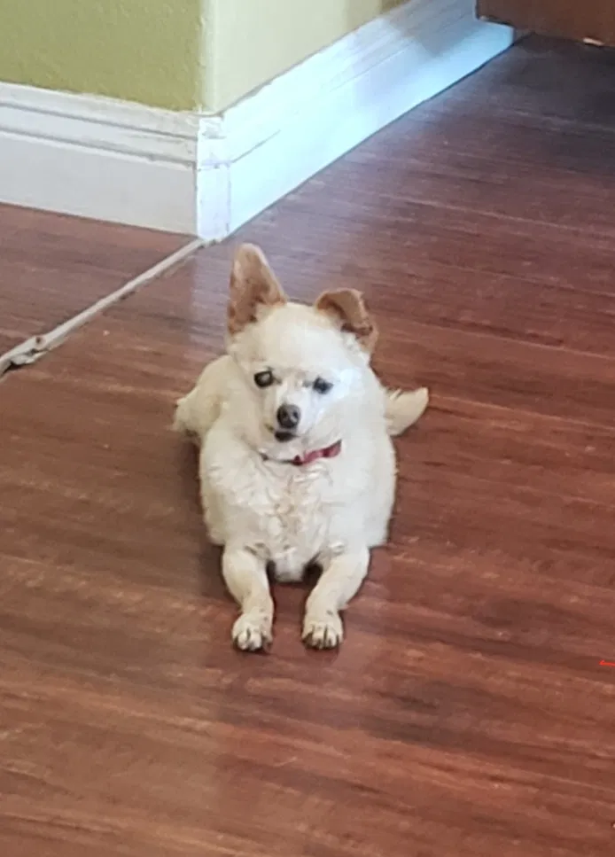 Lost dog in Perris, CA, 92571