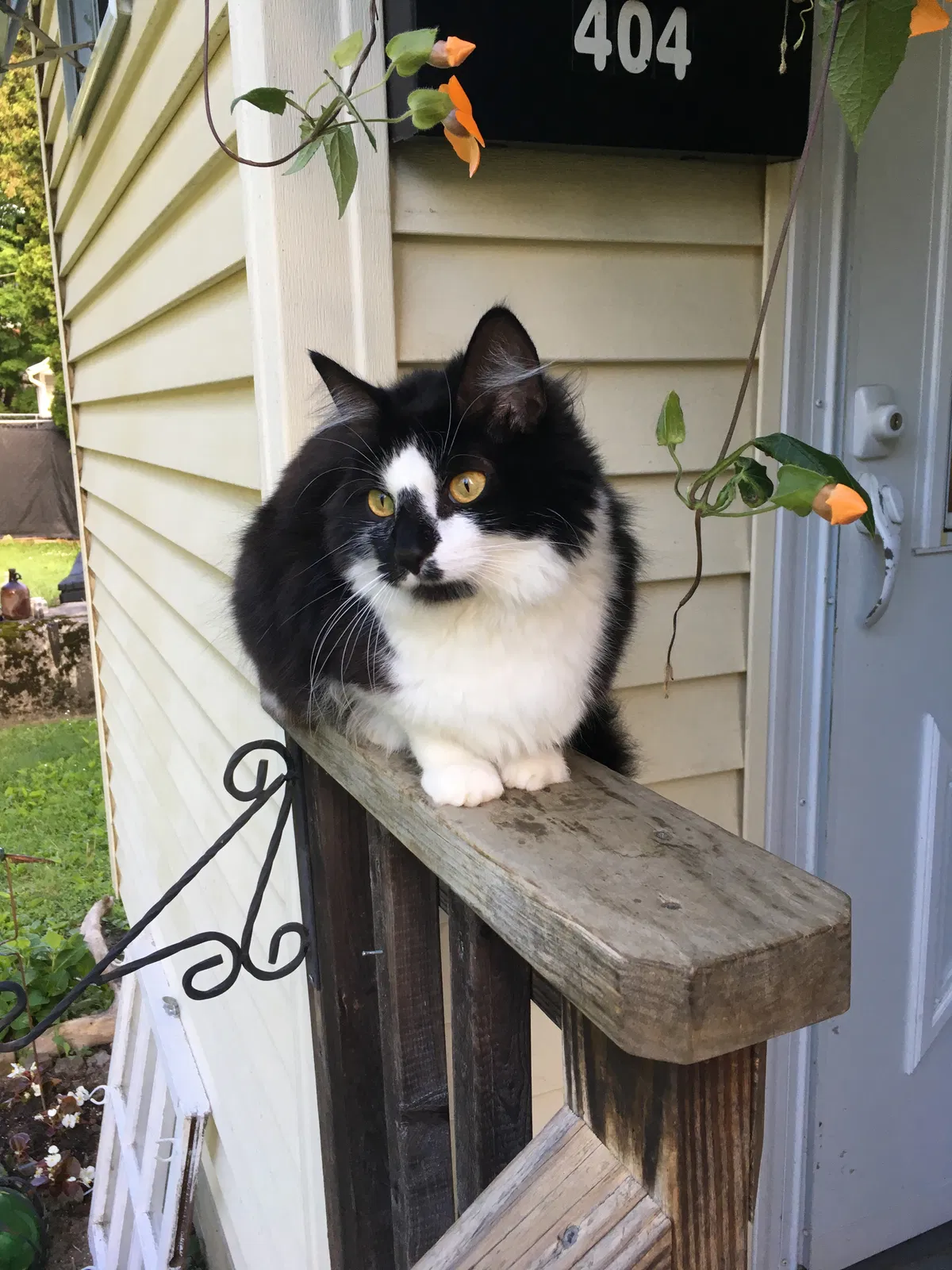 Missing Cat