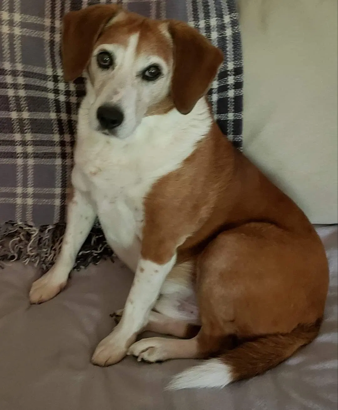 Lost dog in West Point, MS, 39773