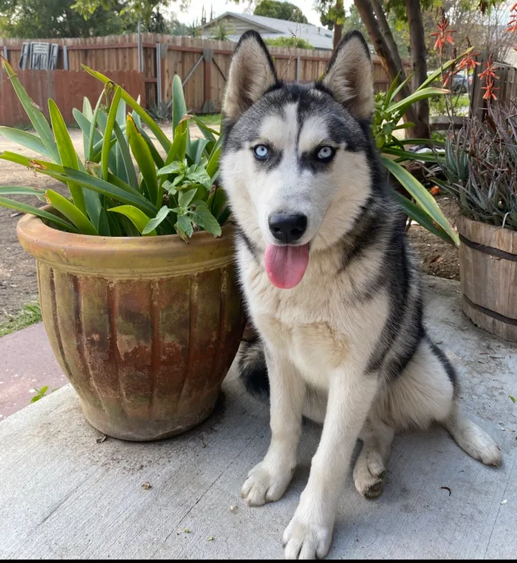 Lost dog in Bloomington, CA, 92316