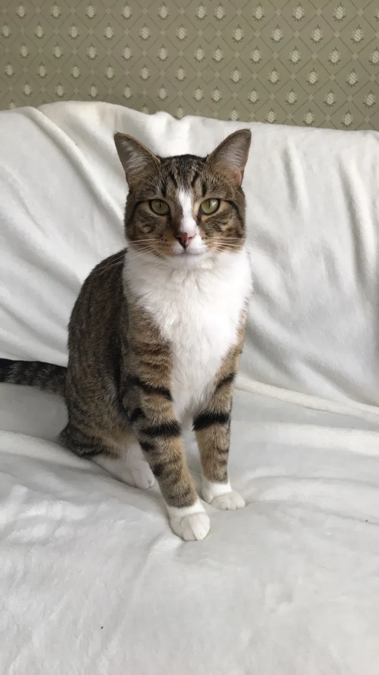 Lost cat in Douglas, MA, 1516