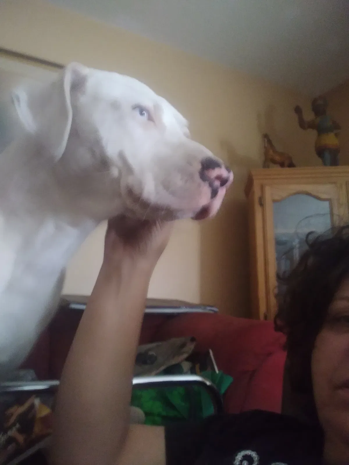 Lost dog in Plant City, FL, 33563