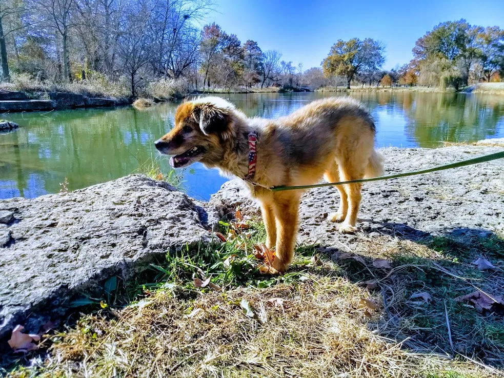 Lost dog in Butler, TN, 37640