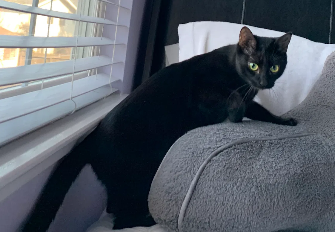 Lost cat in Sacramento, CA, 95833