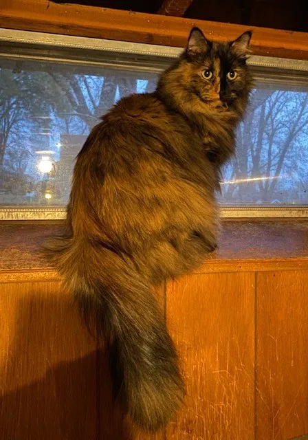 Lost cat in Elko New Market, MN, 55054