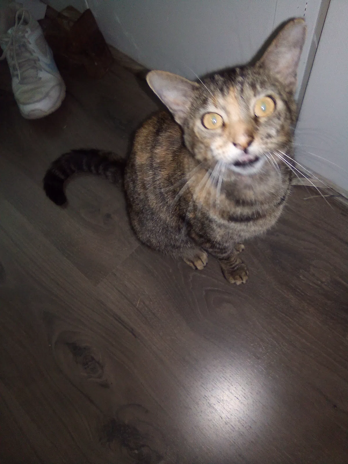 Lost cat in Joshua, TX, 76058