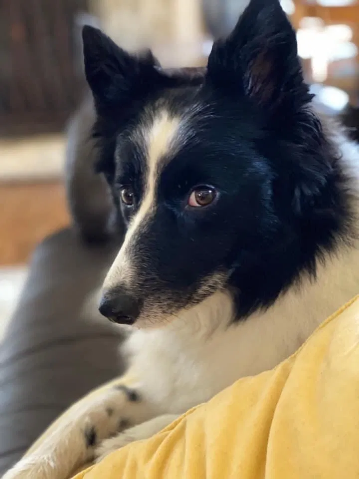 Lost dog in Austin, TX, 78703