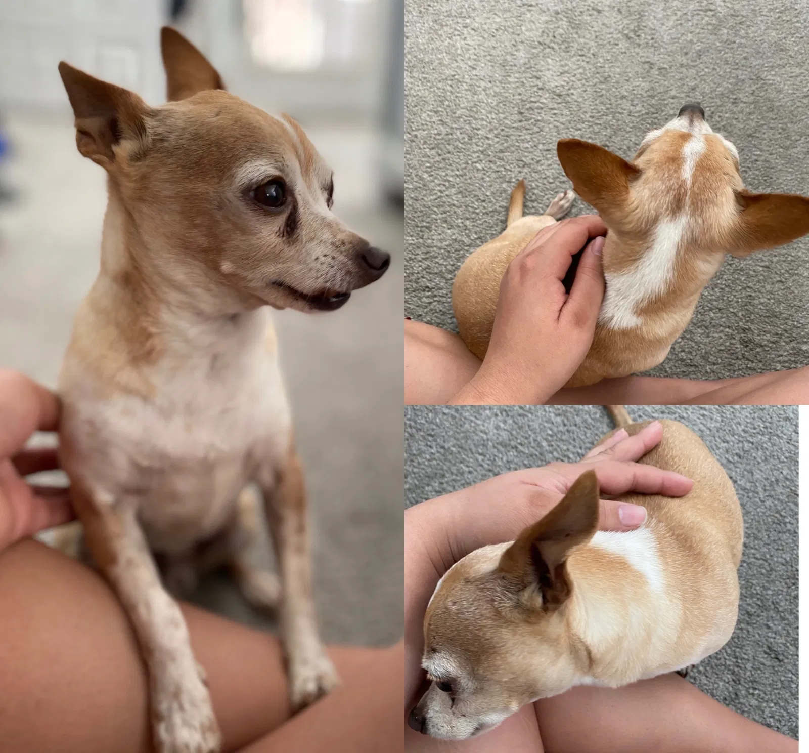 Lost dog in North Las Vegas, NV, 89030