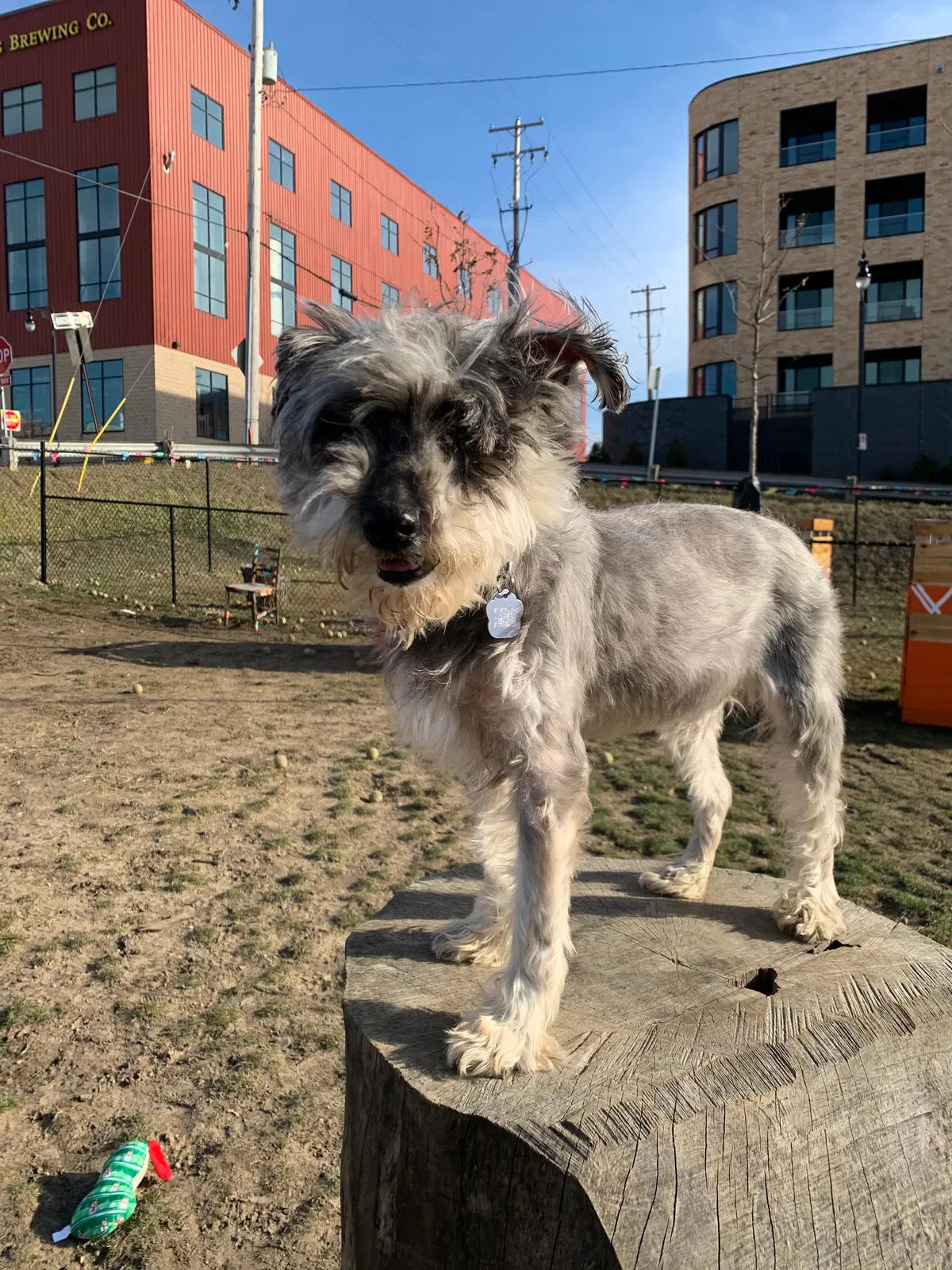 Lost dog in Grand Rapids, MI, 49504