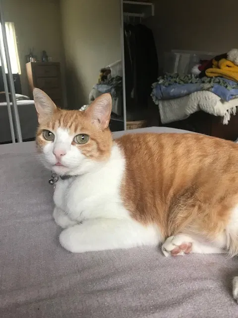 Lost cat in Carlsbad, CA, 92008