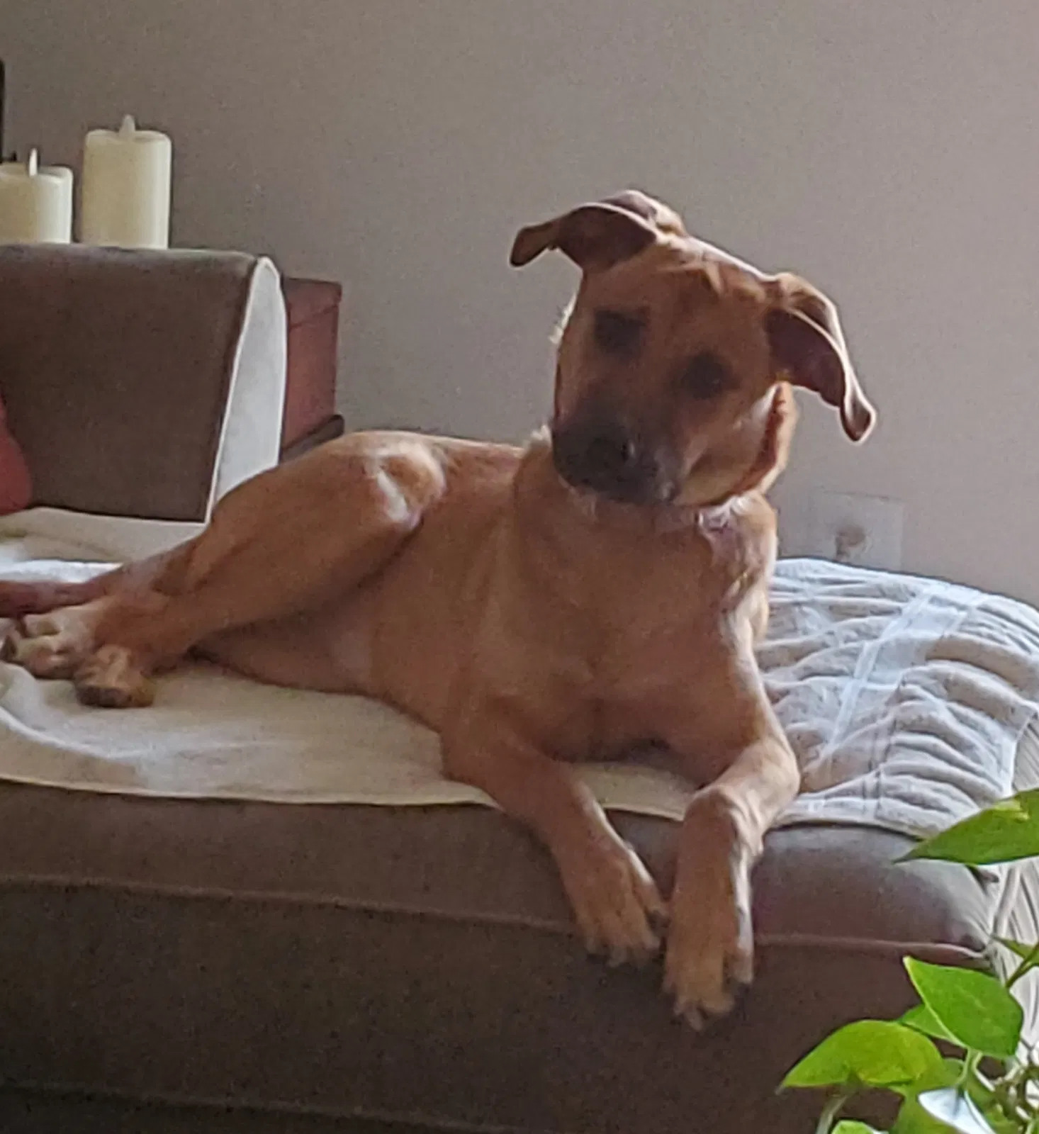 Lost dog in Chadds Ford, PA, 19317