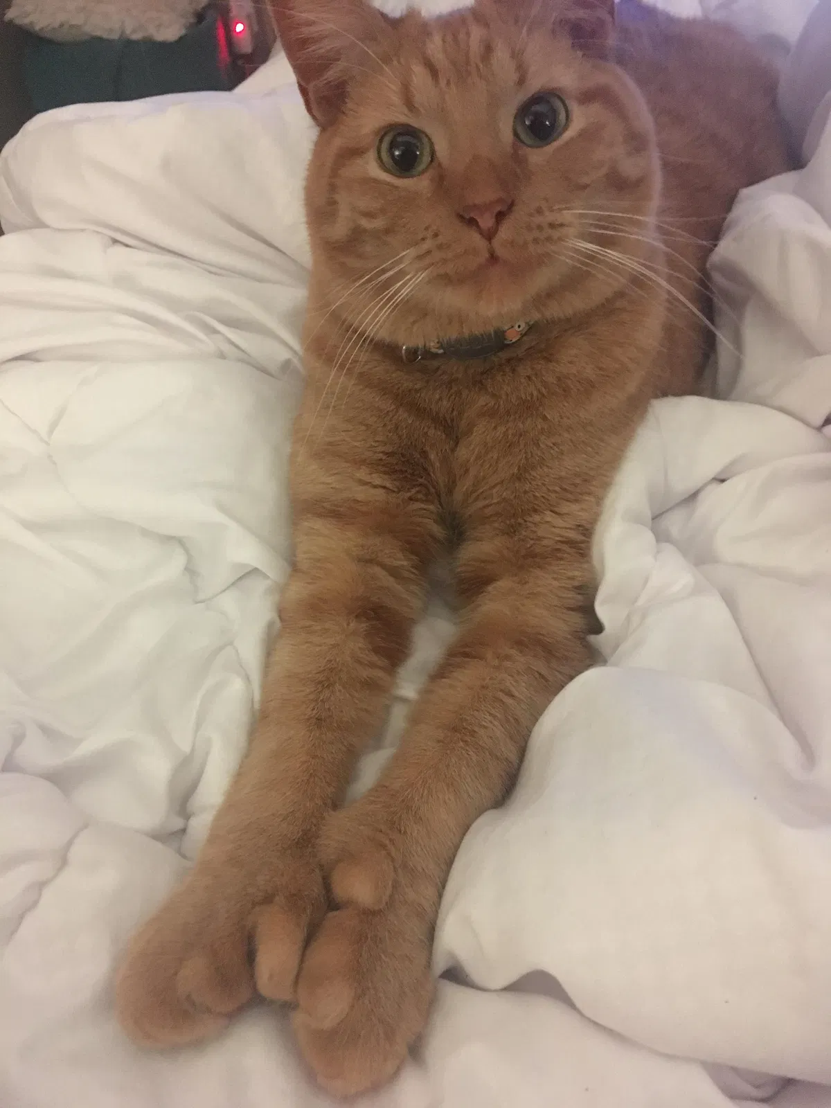 Lost cat in Saint Paul, MN, 55102