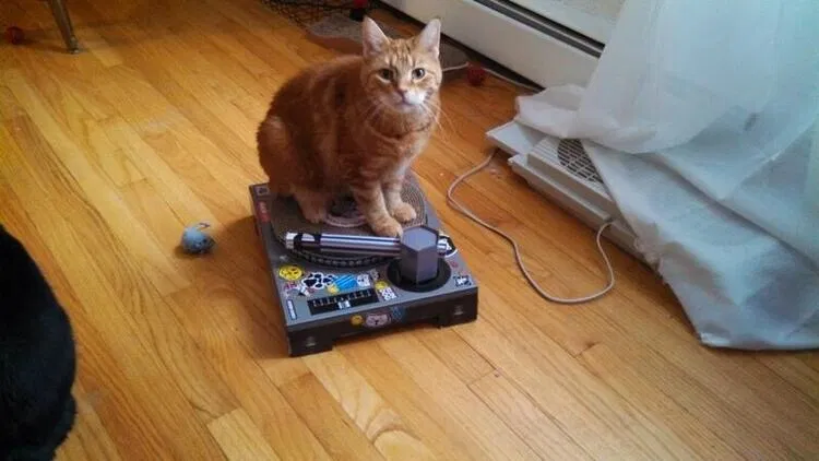 Lost cat in Chicago, IL, 60655