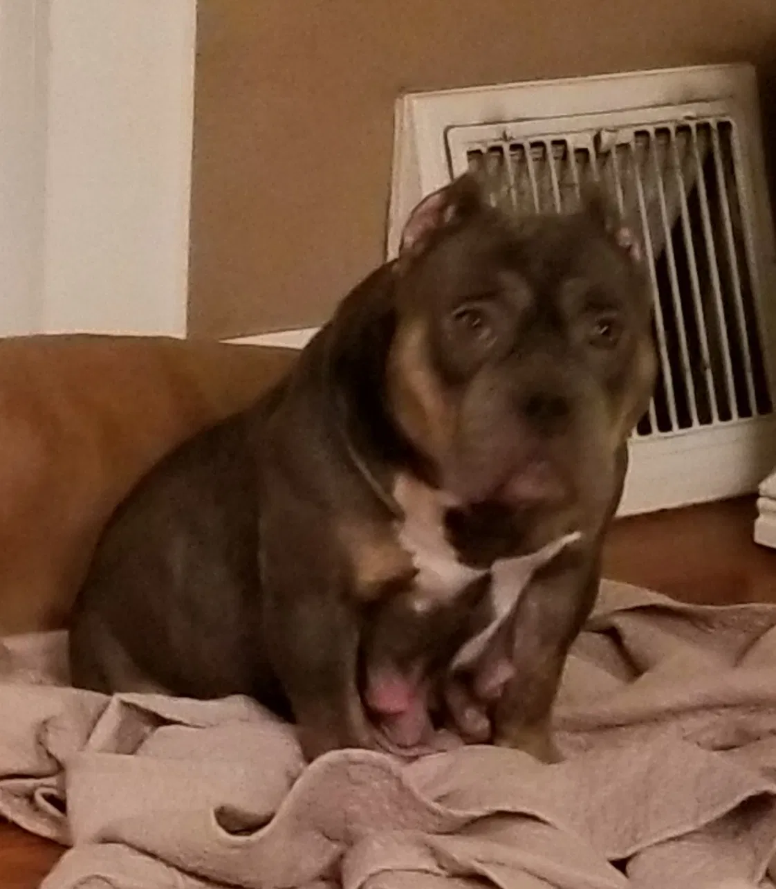 Lost dog in Minneapolis, MN, 55412