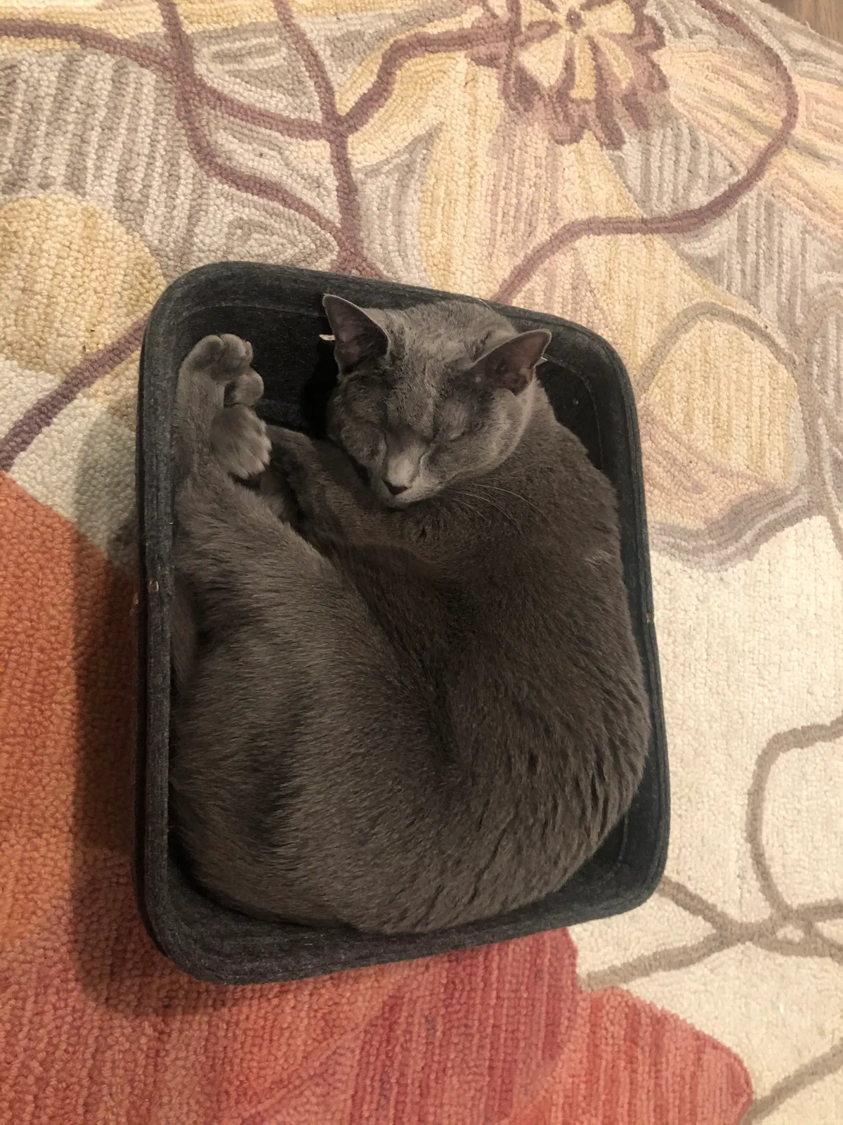 Lost cat in Oreland, PA, 19075