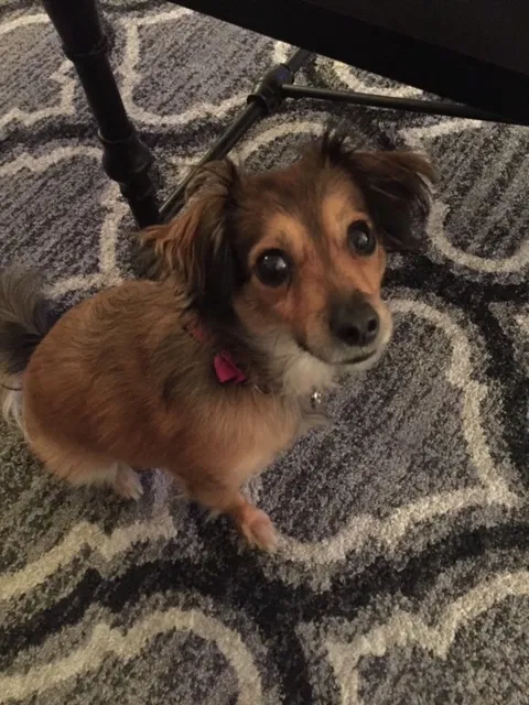 Lost dog in Clermont, FL, 34711
