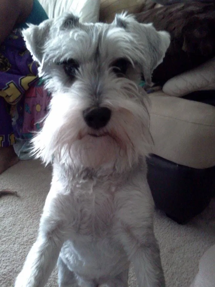 Lost dog in Lexington, SC, 29073