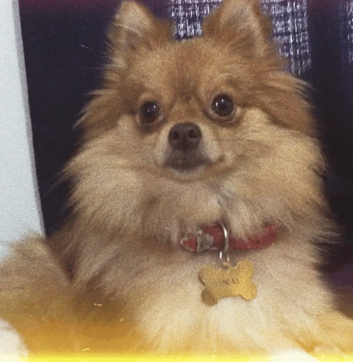 Lost dog in East Haven, CT, 6512