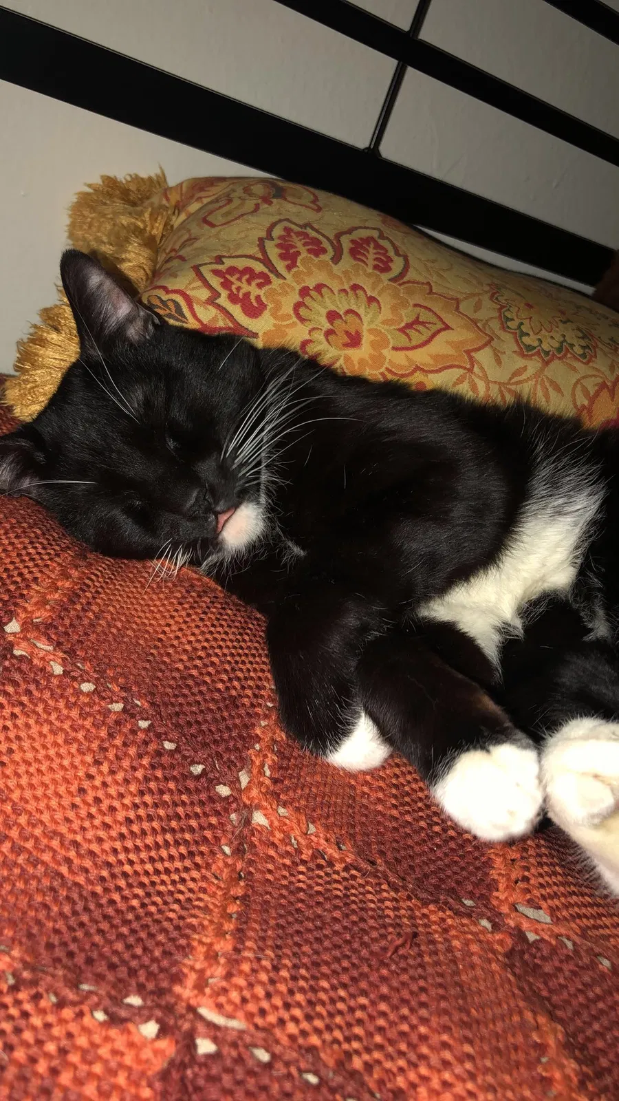 Lost cat in Phoenix, AZ, 85032