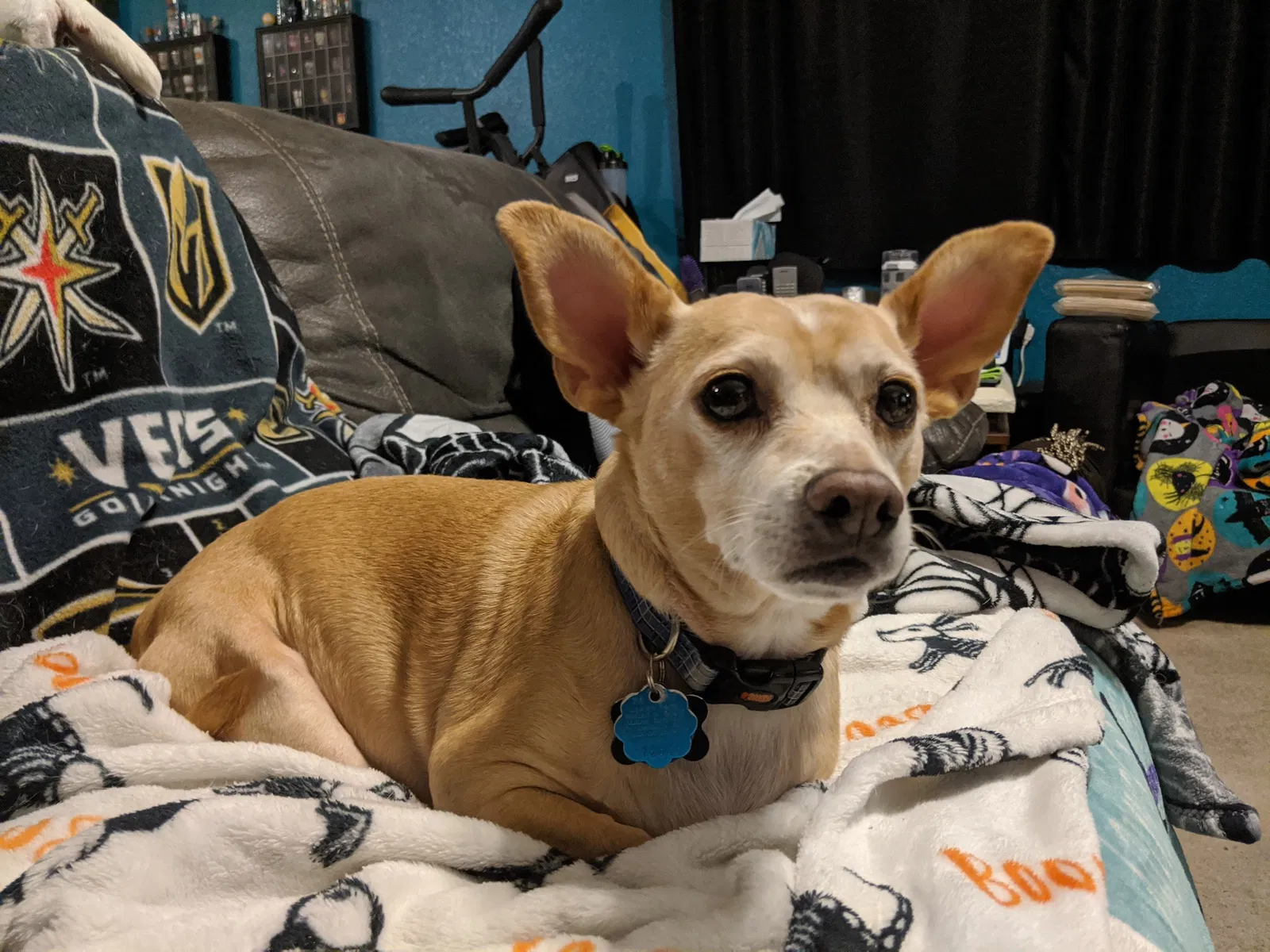 Lost dog in North Las Vegas, NV, 89031