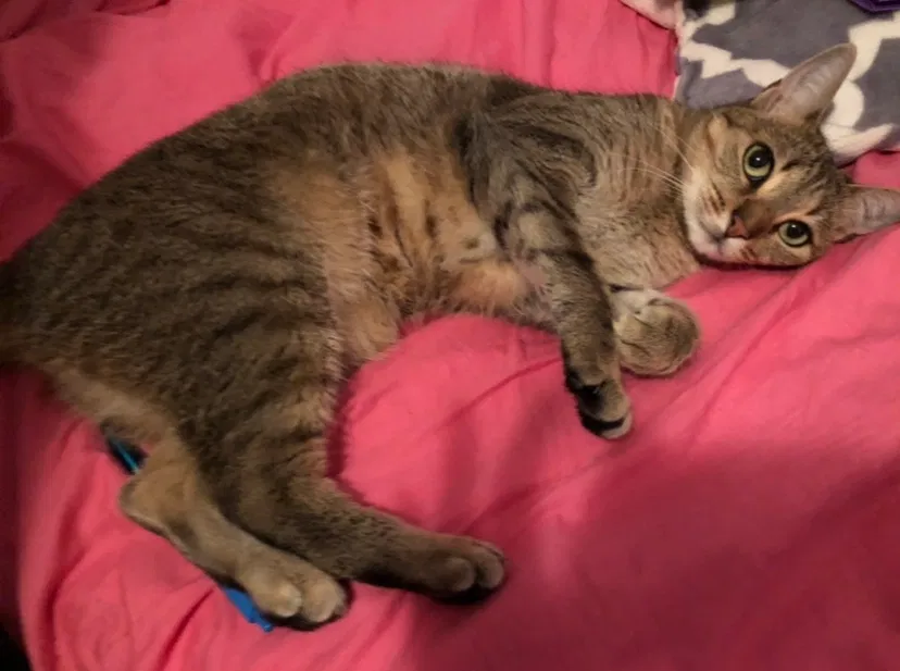 Lost cat in Jersey City, NJ, 7306